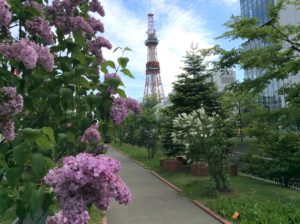 北海道札幌市の創成川公園に咲くライラックの花の写真