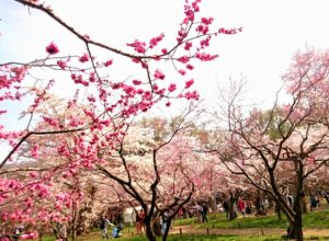 北海道札幌市の北海道神宮に咲く桜と梅のコラボレーション写真